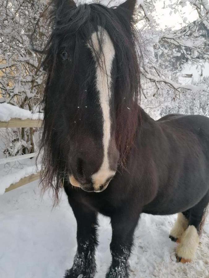 Bed and Breakfast Au Pre Des Chevaux Шато-д'Э Экстерьер фото